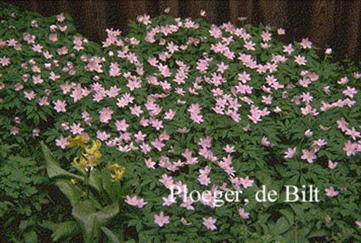 Anemone nemorosa ‘Robinsoniana’