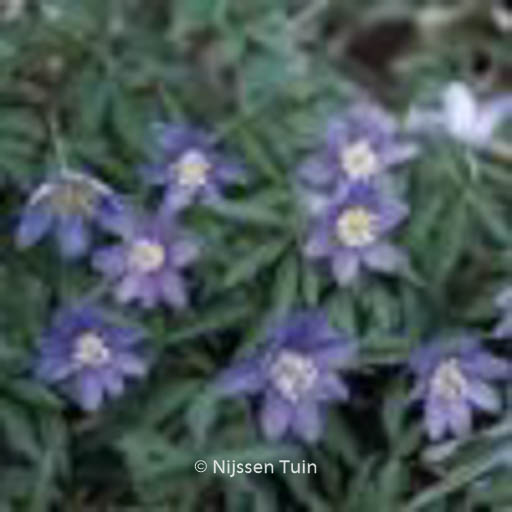 Anemone nemorosa ‘Royal Blue’