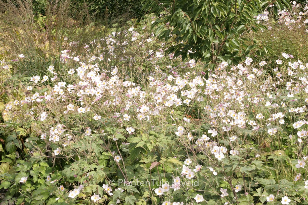 Anemone tomentosa ‘Robustissima’