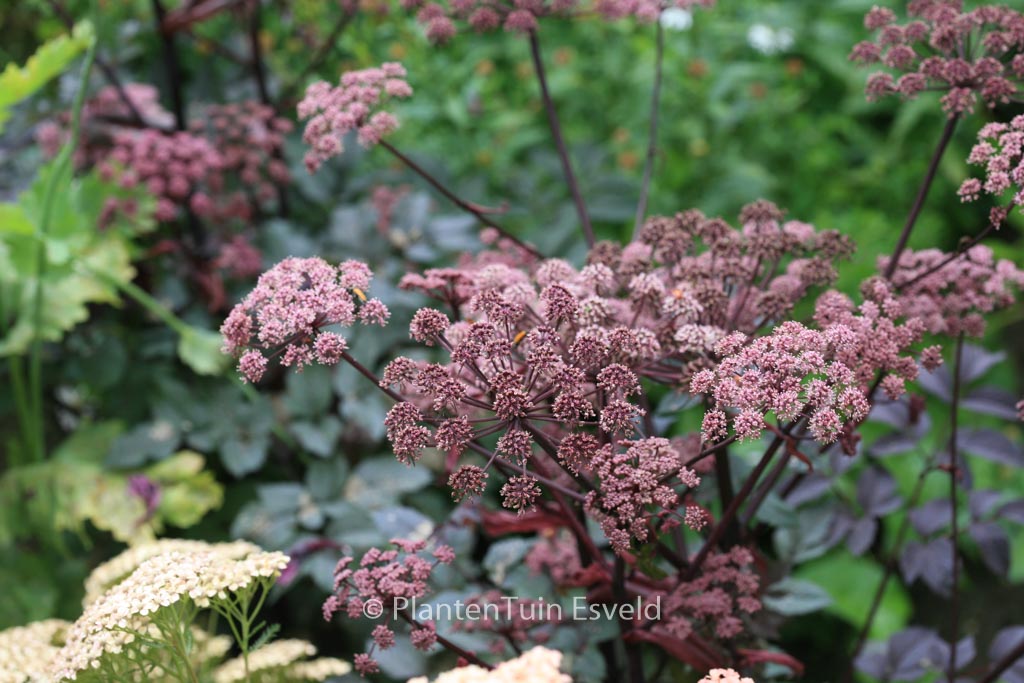 Angelica sylvestris ‘Vicar’s Mead’
