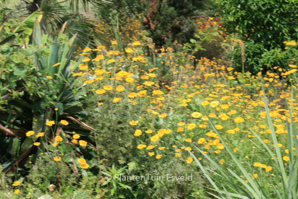 Anthemis hybrida ‘E.C. Buxton’