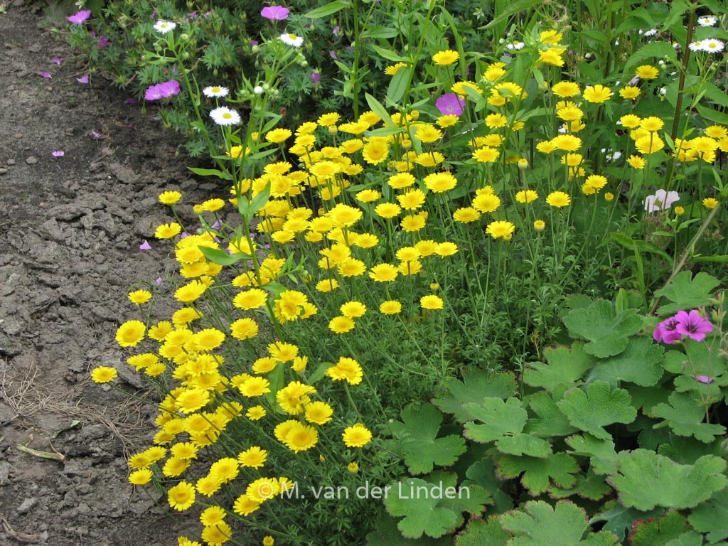 Anthemis hybrida ‘Kelwayi’