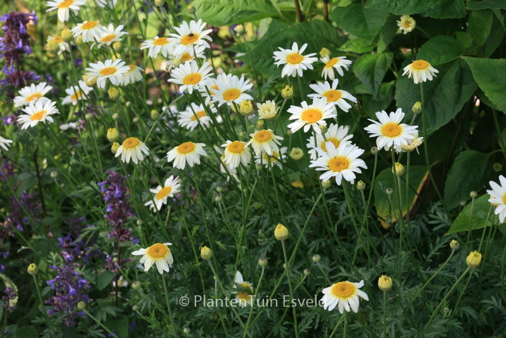 Anthemis hybrida ‘Sauce Hollandaise’
