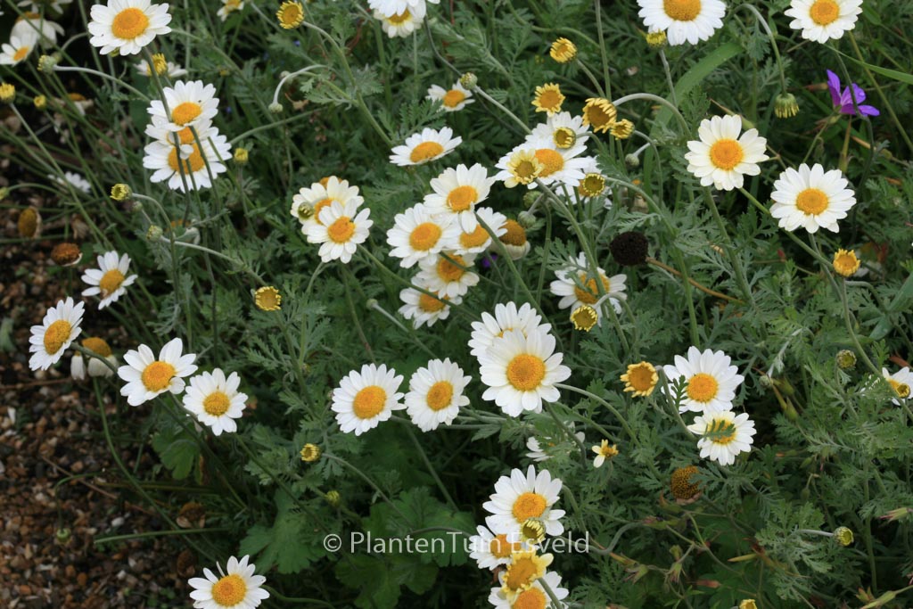 Anthemis hybrida ‘Susanna Mitchell’