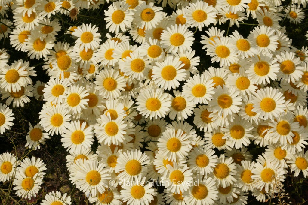 Anthemis tinctoria ‘Lemon Ice’