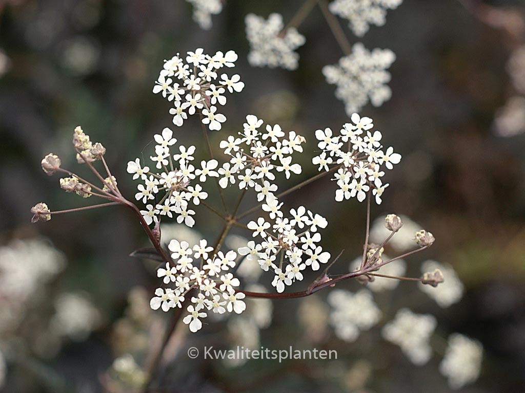 Anthriscus sylvestris ‘Ravenswing’
