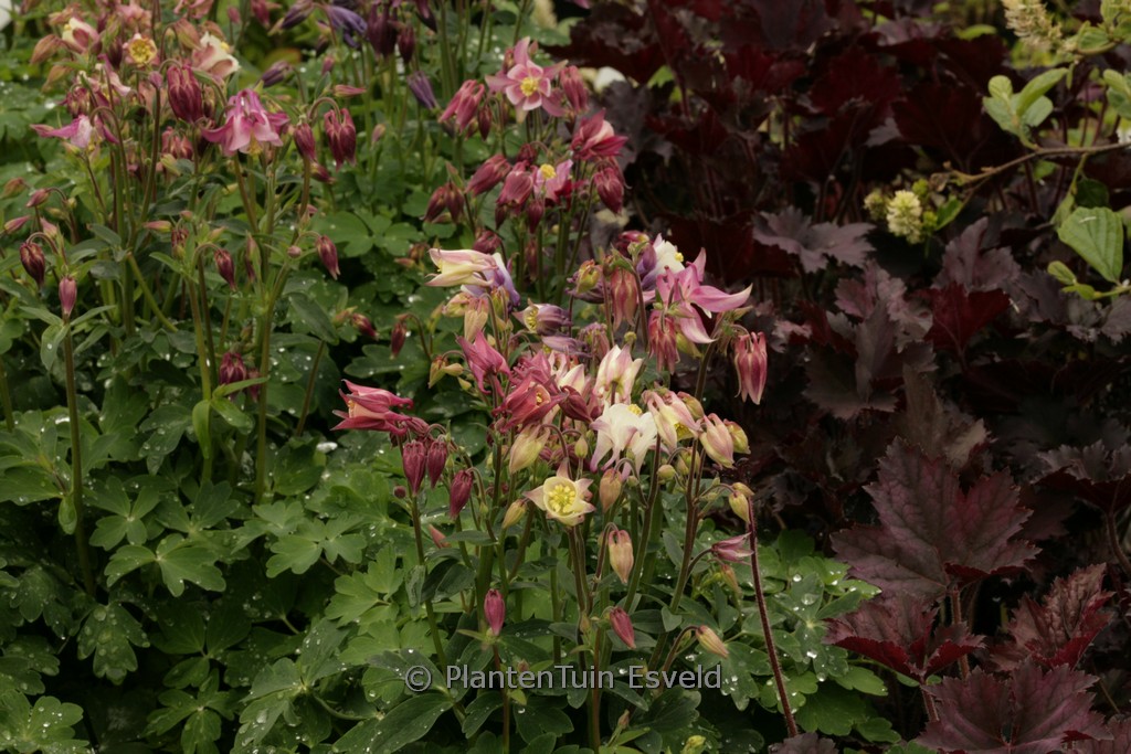 Aquilegia ‘Biedermeier’