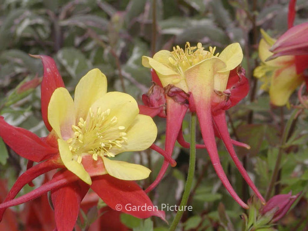 Aquilegia ‘Crimson Star’