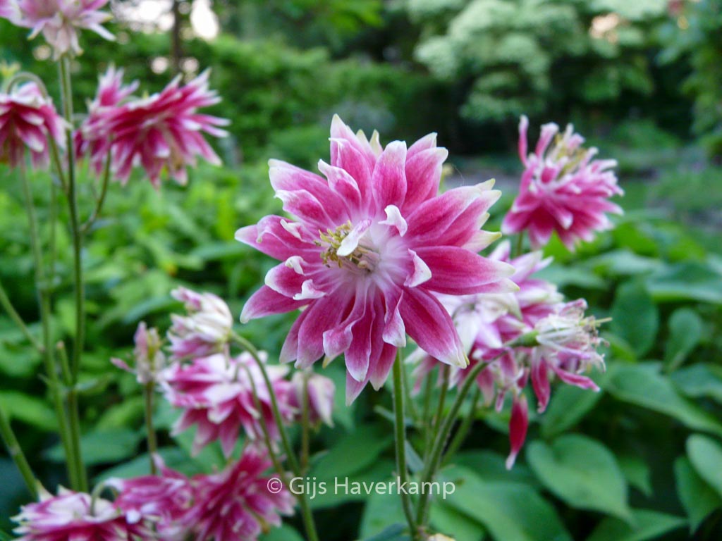 Aquilegia ‘Nora Barlow’