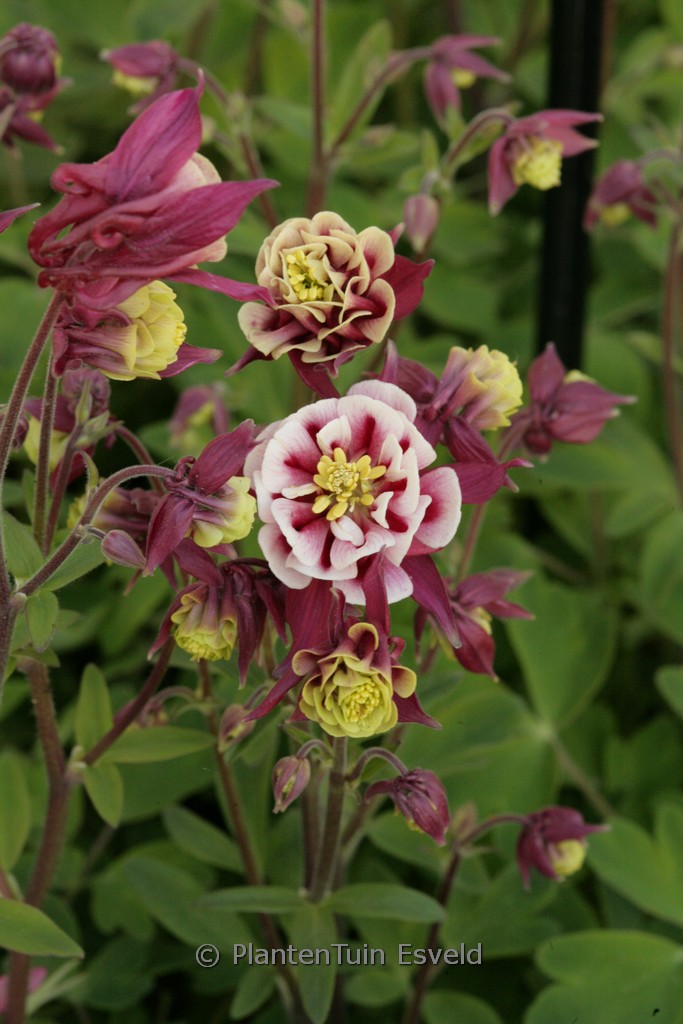 Aquilegia ‘Winky Red and White’