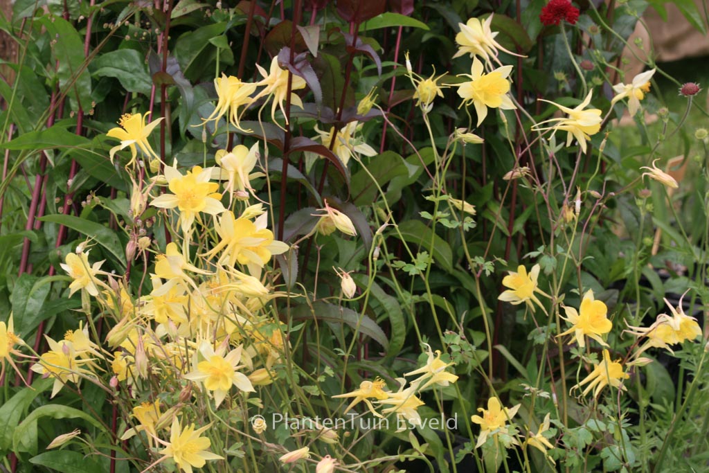 Aquilegia chrysantha ‘Yellow Queen’