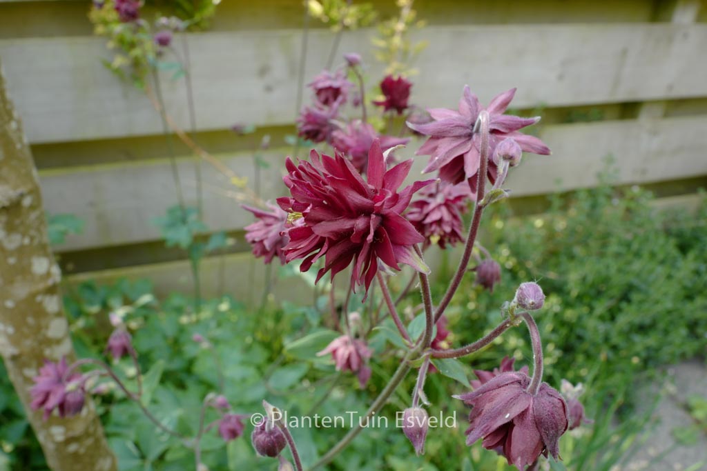 Aquilegia vulgaris ‘Black Barlow’