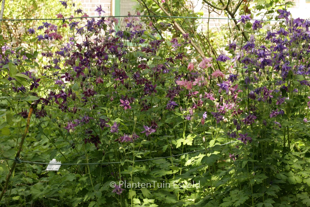 Aquilegia vulgaris ‘Blue Barlow’