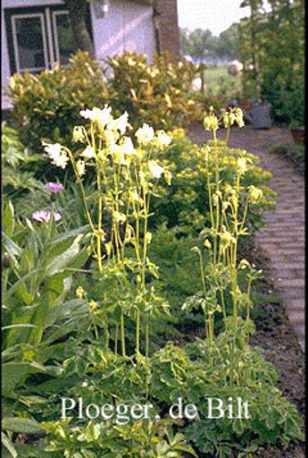 Aquilegia vulgaris ‘Nivea’