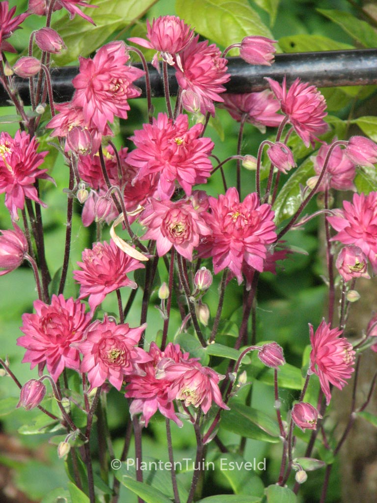 Aquilegia vulgaris ‘Rose Barlow’
