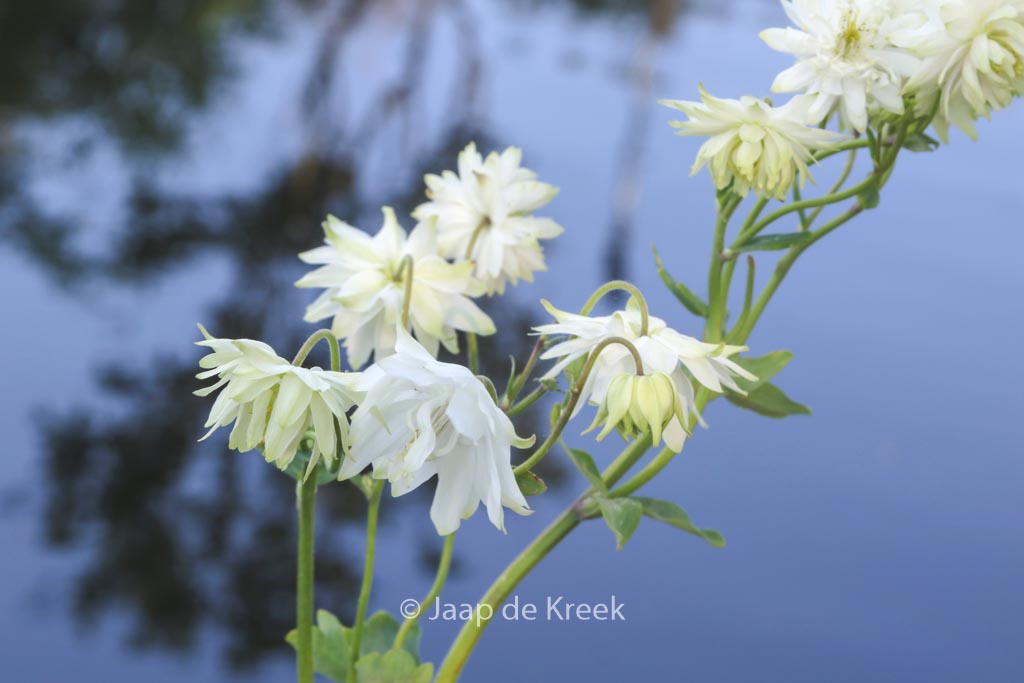 Aquilegia vulgaris ‘White Barlow’