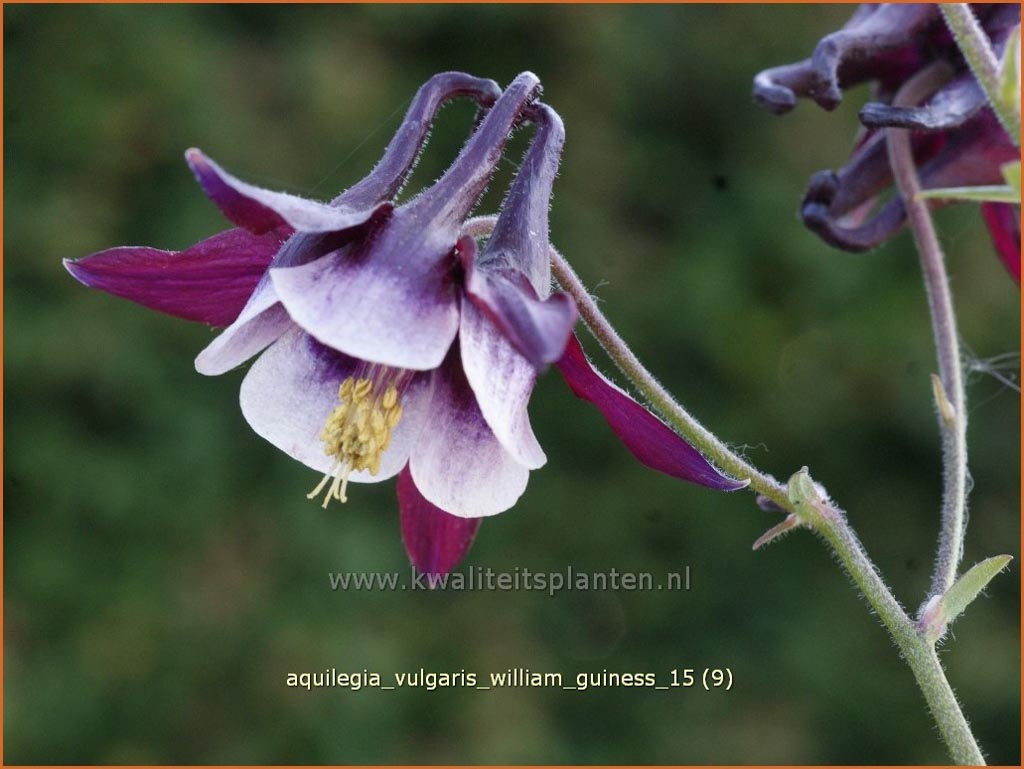 Aquilegia vulgaris ‘William Guiness’