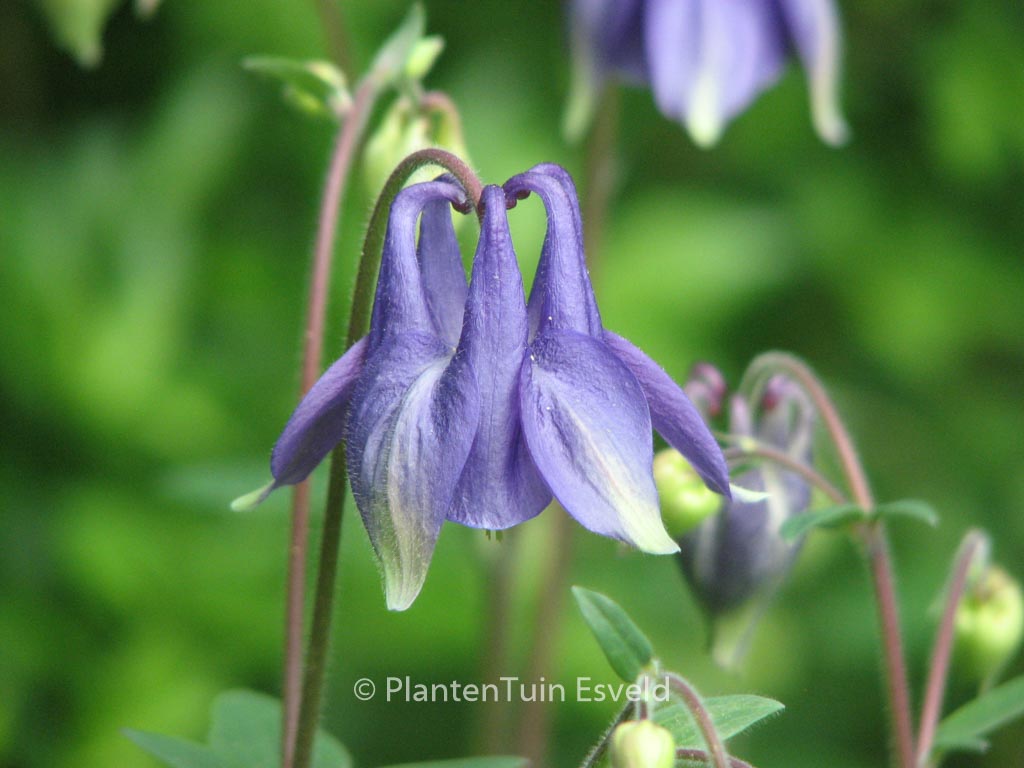 Aquilegia vulgaris