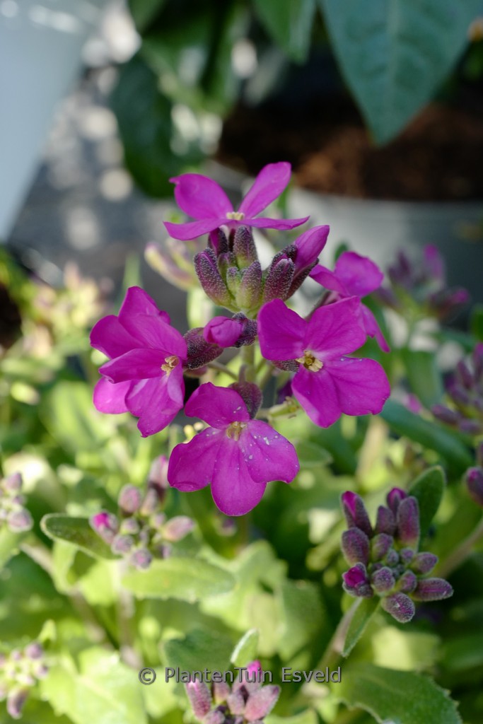 Arabis blepharophylla ‘Rose Delight’