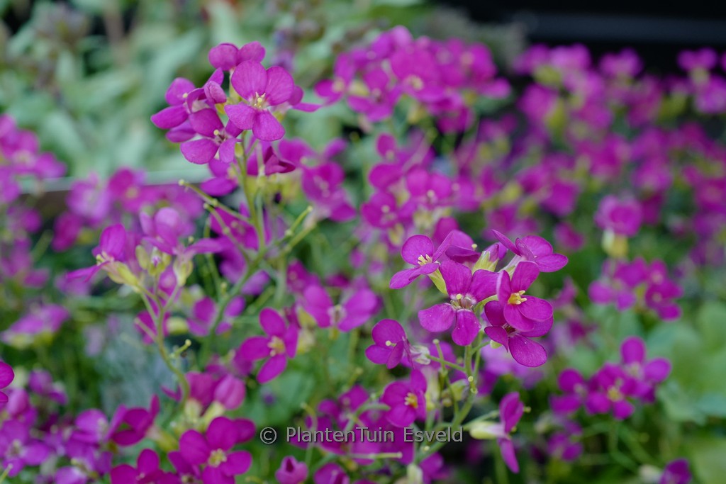 Arabis caucasica ‘Little Treasure Deep Rose’