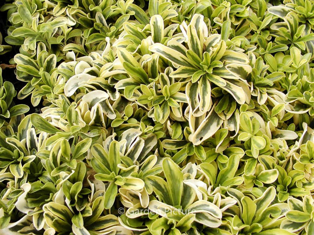 Arabis ferdinandi-coburgii ‘Old Gold’