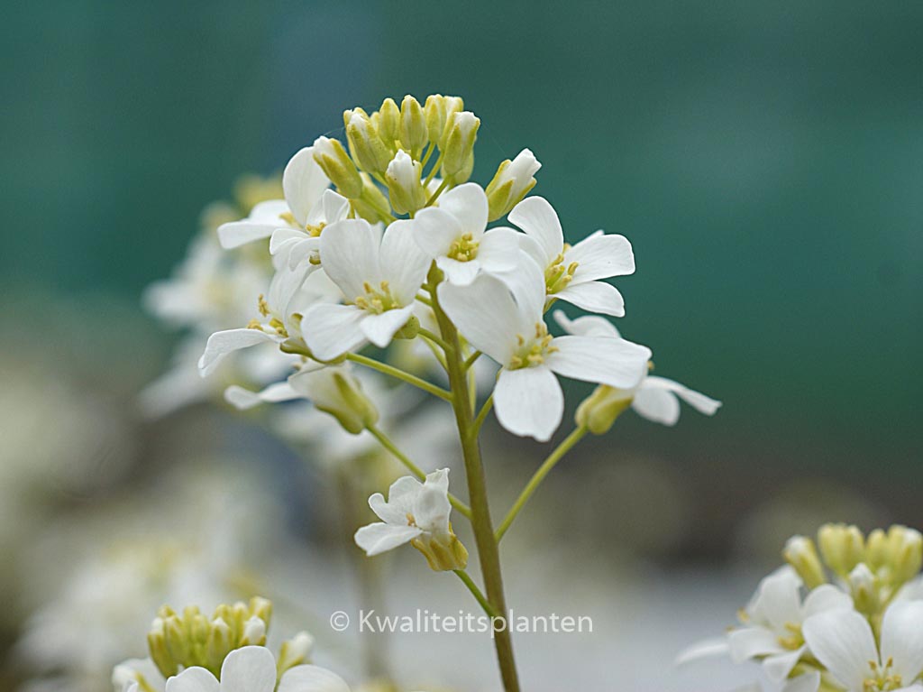 Arabis procurrens ‘Neuschnee’