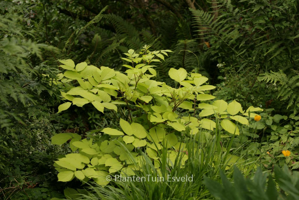 Aralia cordata ‘Sun King’