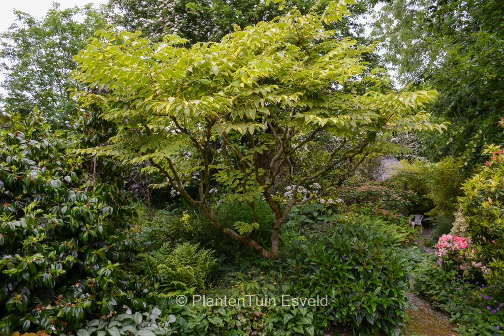Aralia elata ‘Aureovariegata’