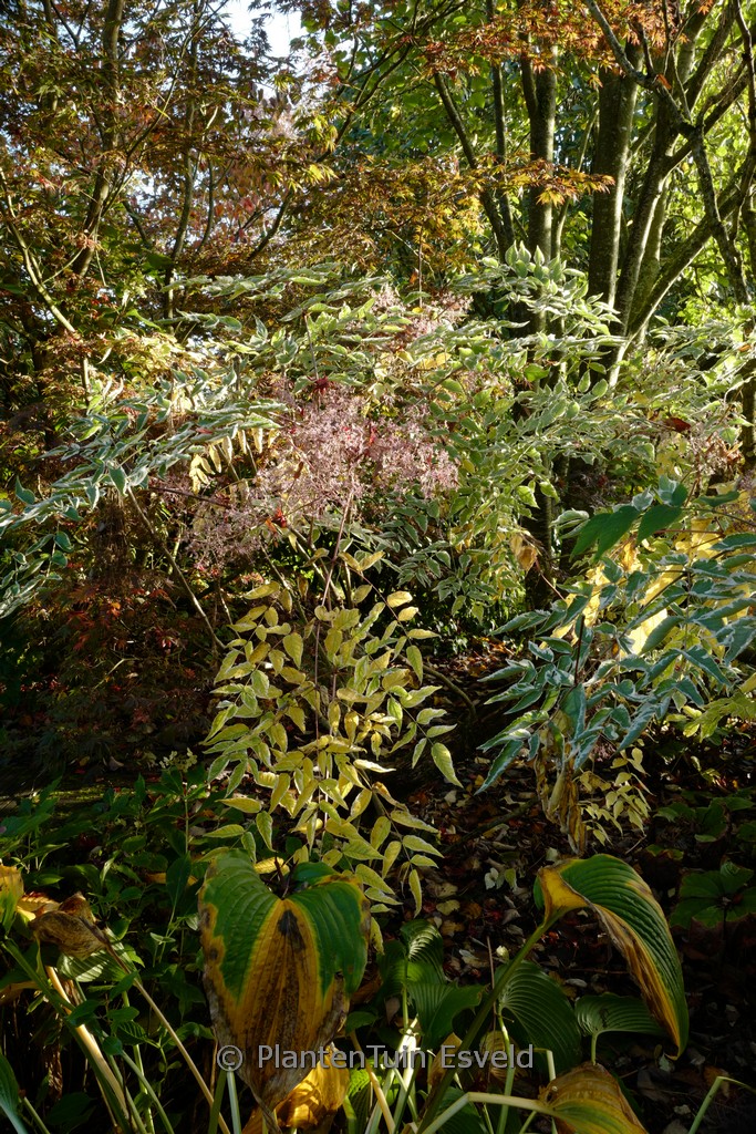 Aralia elata ‘Variegata’