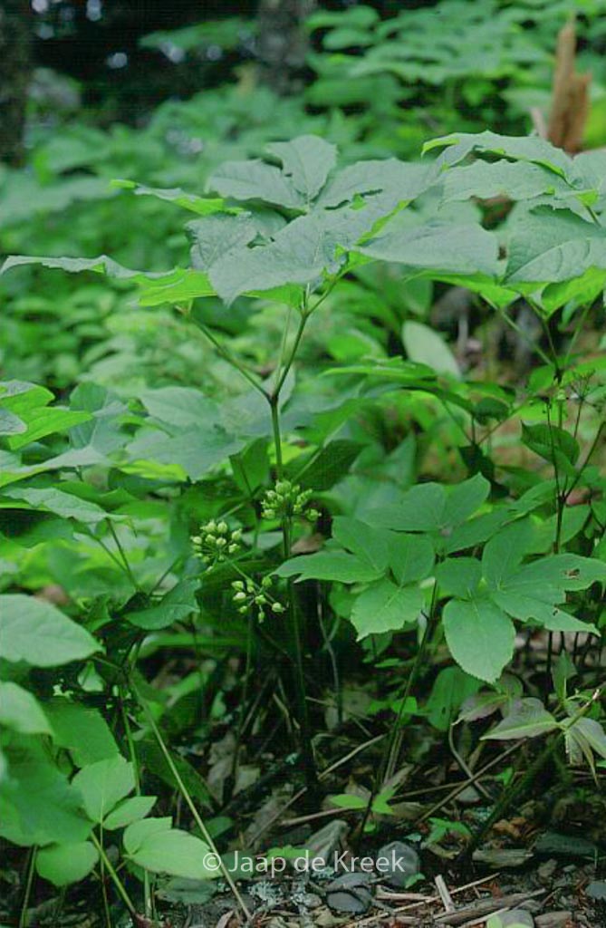 Aralia nudicaulis