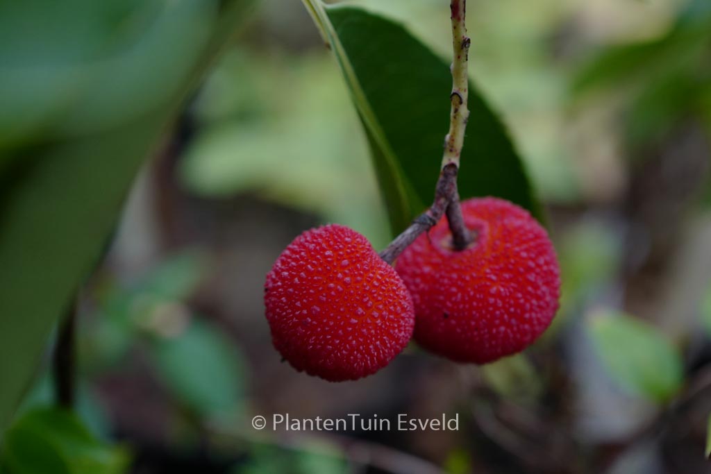 Arbutus ‘Marina’