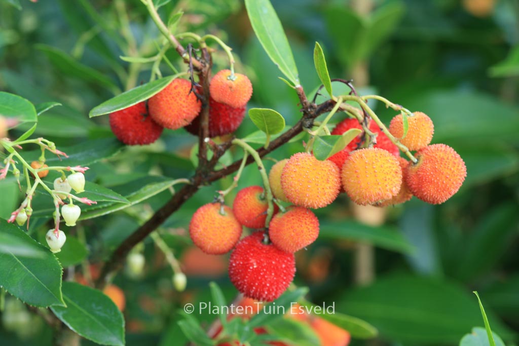 Arbutus unedo ‘Elfin King’