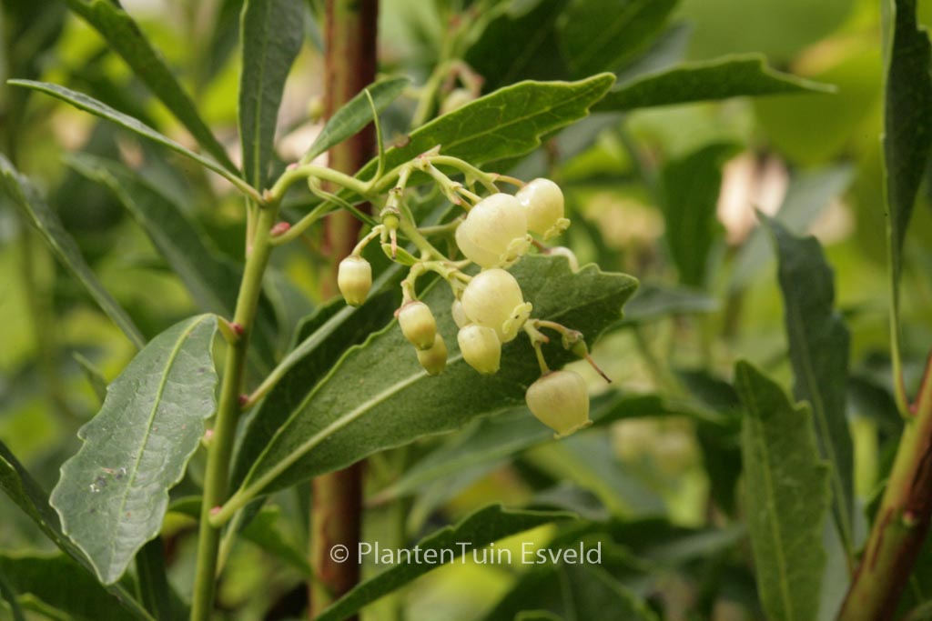 Arbutus unedo ‘Quercifolia’
