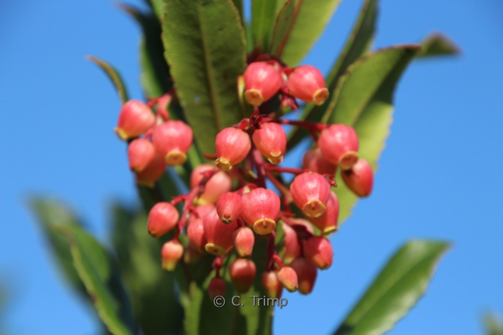 Arbutus unedo ‘Rubra’