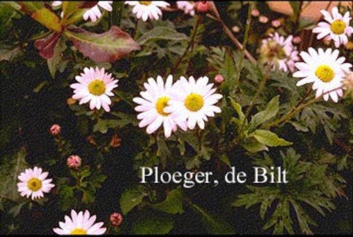 Arctanthemum arcticum ‘Roseum’