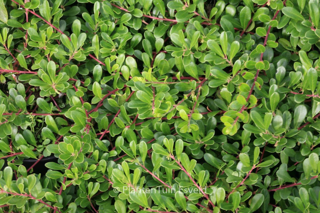 Arctostaphylos uva-ursi ‘Massachusetts’