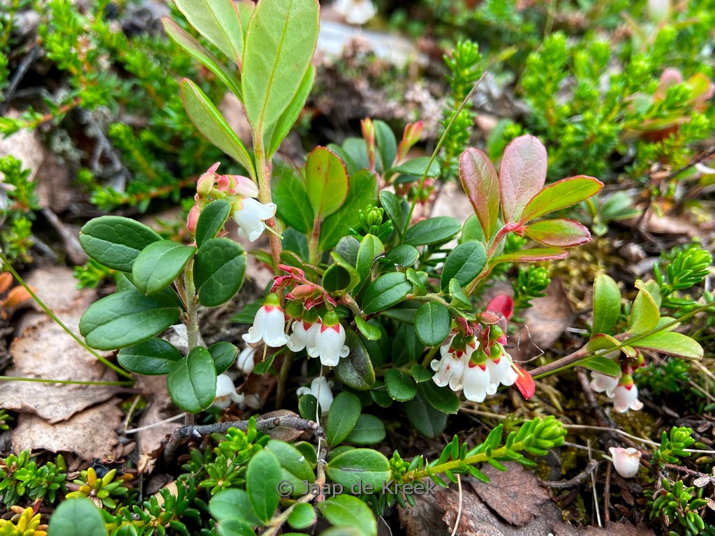 Arctostaphylos uva-ursi