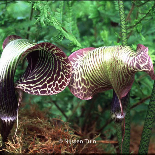Arisaema griffithii