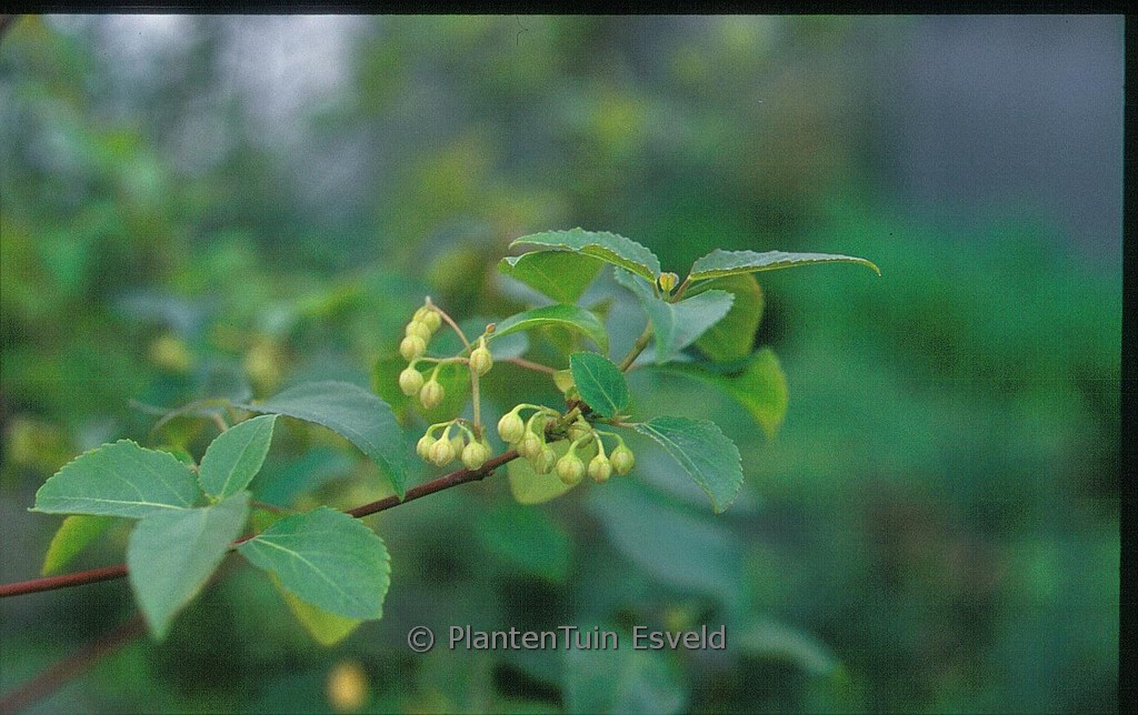 Aristotelia chilensis