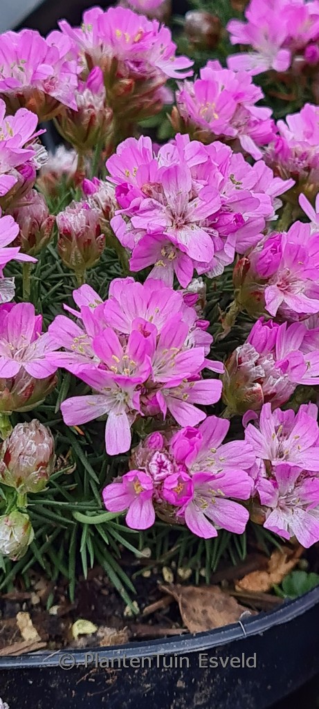 Armeria juniperifolia ‘New Zealand Form’