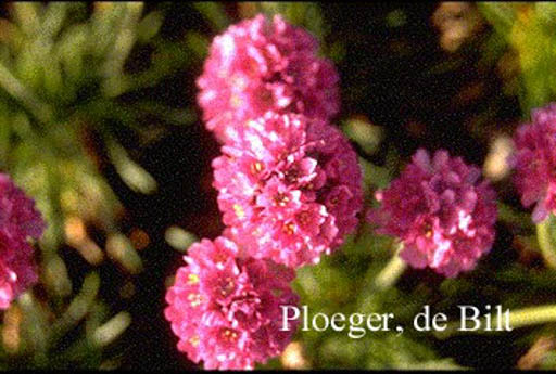 Armeria maritima ‘Duesseldorfer Stolz’