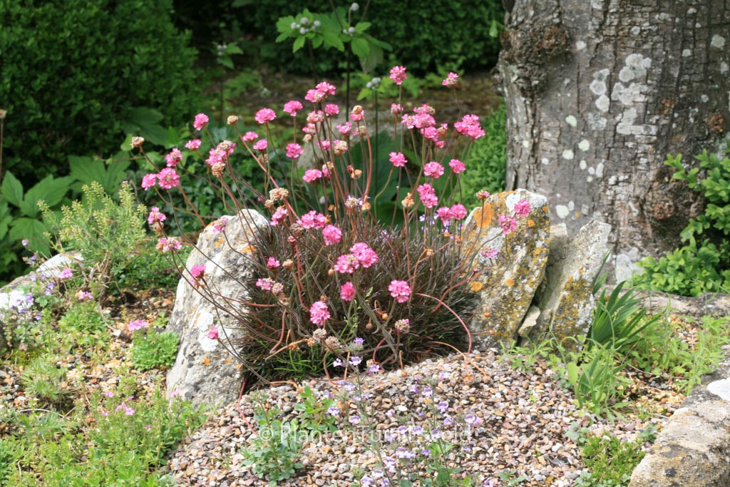 Armeria maritima ‘Rubrifolia’