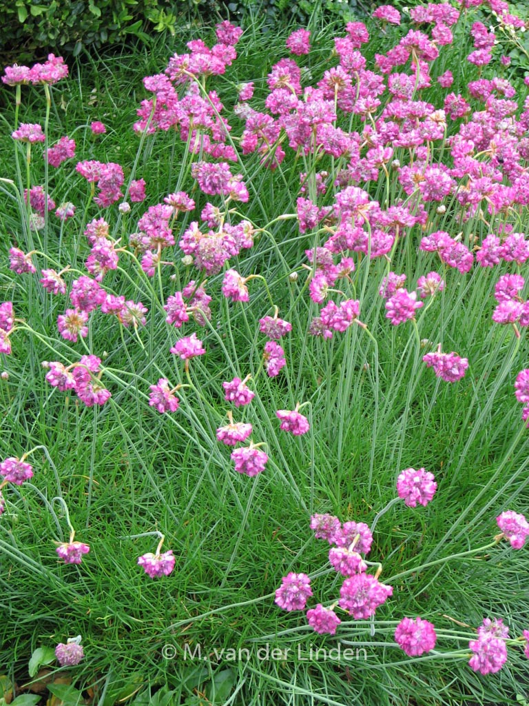 Armeria maritima ‘Splendens Perfecta’