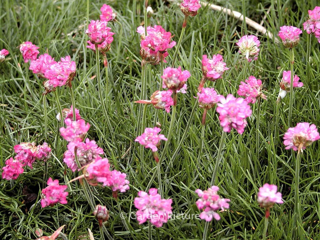 Armeria maritima ‘Splendens’