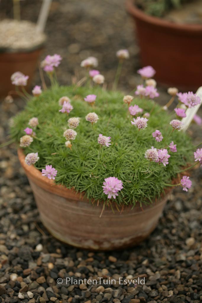 Armeria maritima