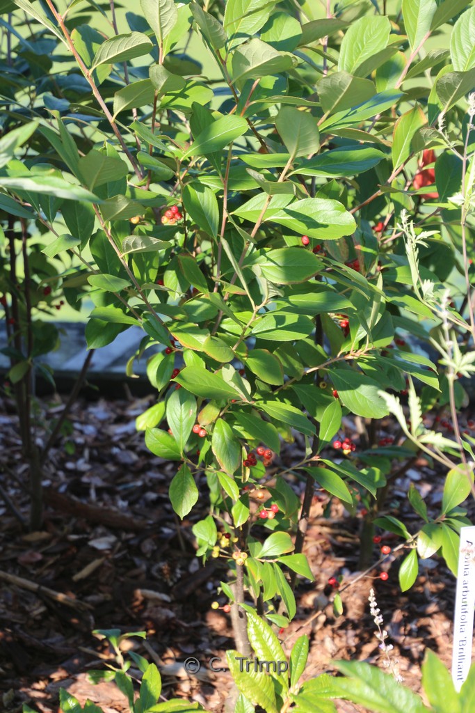 Aronia arbutifolia ‘Brilliant’