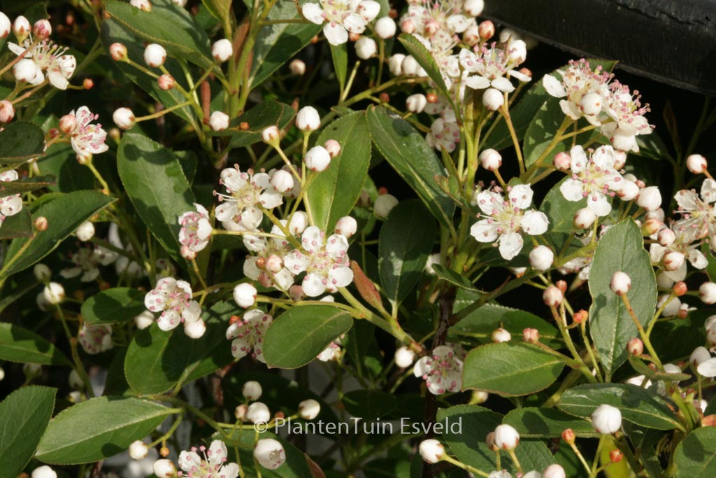 Aronia melanocarpa ‘Hugin’