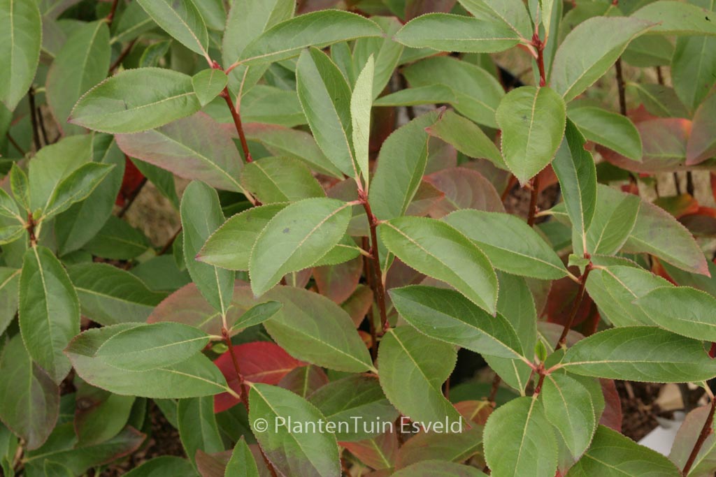 Aronia melanocarpa ‘Professor Ed’