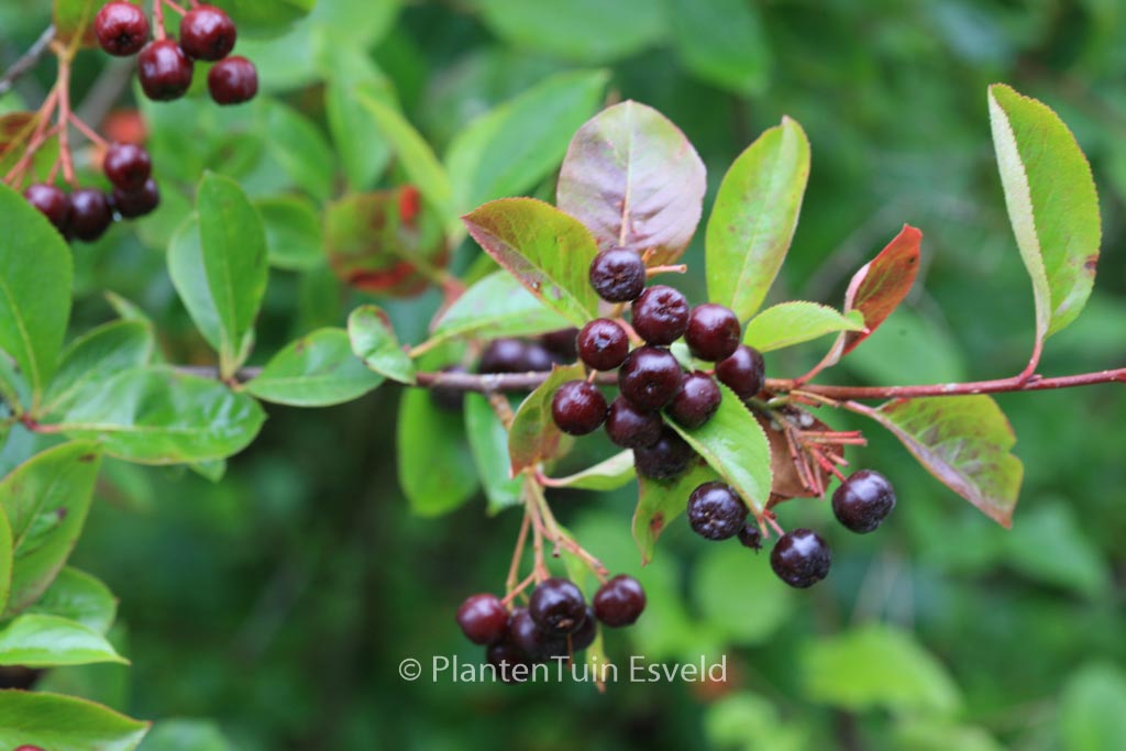 Aronia melanocarpa