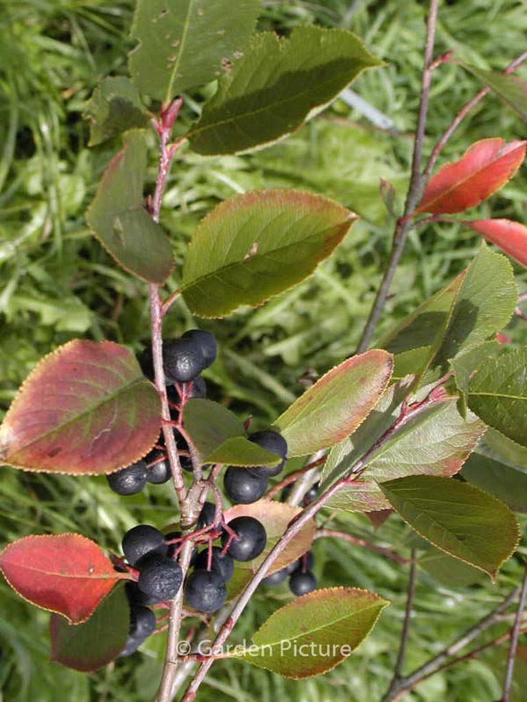 Aronia prunifolia ‘Nero’